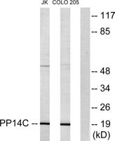 KEPI Polyclonal Antibody