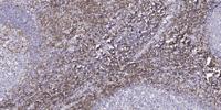 KEPI Polyclonal Antibody