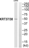 Keratin 37/38 Polyclonal Antibody