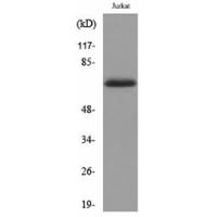 Keratin-pan Polyclonal Antibody