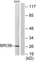 KG19 Polyclonal Antibody