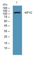 KIF1C Polyclonal Antibody