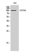 KIF20A Polyclonal Antibody