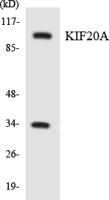 KIF20A Polyclonal Antibody