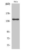 KIF4A Polyclonal Antibody