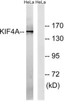KIF4A Polyclonal Antibody