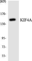 KIF4A Polyclonal Antibody