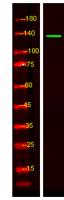 KIF4B Polyclonal Antibody