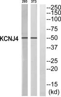 KIR2.3 Polyclonal Antibody