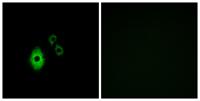 KIR3.4 Polyclonal Antibody