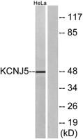 KIR3.4 Polyclonal Antibody