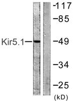 KIR5.1 Polyclonal Antibody