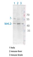 KIR6.2 Polyclonal Antibody