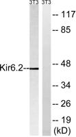 KIR6.2 Polyclonal Antibody