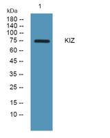 KIZ Polyclonal Antibody