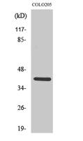 KKIALRE Polyclonal Antibody