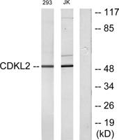 KKIAMRE Polyclonal Antibody