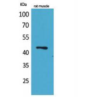 KLF12 Polyclonal Antibody