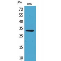 KLF13 Polyclonal Antibody