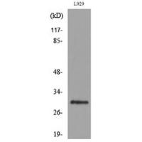 KLF13 Polyclonal Antibody
