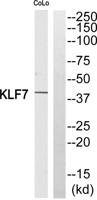 KLF7 Polyclonal Antibody