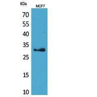 KLK1 Polyclonal Antibody