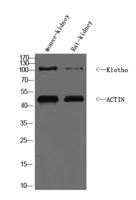 KLOT Polyclonal Antibody