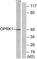 KOR-1 Polyclonal Antibody