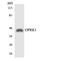 KOR-1 Polyclonal Antibody