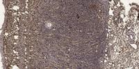 KOR-1 Polyclonal Antibody