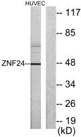 KOX17 Polyclonal Antibody