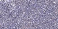 KOX17 Polyclonal Antibody