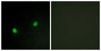 KOX4 Polyclonal Antibody