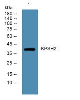 KPSH2 Polyclonal Antibody