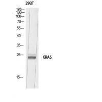 K-Ras Polyclonal Antibody