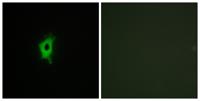 Galectin-2 Polyclonal Antibody