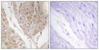 Galectin-2 Polyclonal Antibody