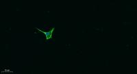 Galectin-8 Polyclonal Antibody