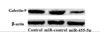Galectin-9 Polyclonal Antibody