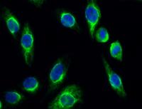 Galectin-9 Polyclonal Antibody