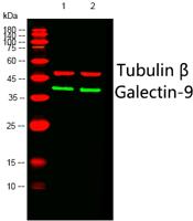 Galectin-9 Polyclonal Antibody