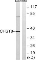 GalNAc4ST-1 Polyclonal Antibody