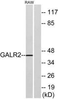 GALR2 Polyclonal Antibody