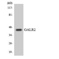 GALR2 Polyclonal Antibody