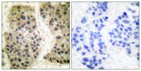 GANP Polyclonal Antibody