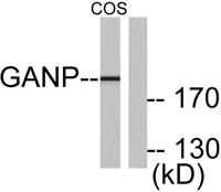 GANP Polyclonal Antibody