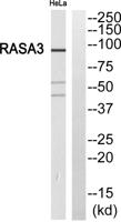 GAP1-InsP4 BP Polyclonal Antibody