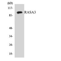 GAP1-InsP4 BP Polyclonal Antibody