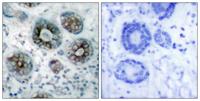 GAP-43 Polyclonal Antibody