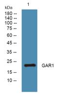GAR1 Polyclonal Antibody